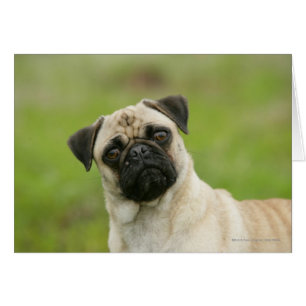 Cartão Cabeça do Pug armada olhando a câmera