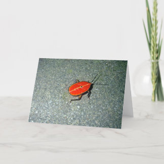 Cartão Cabo Tribulação