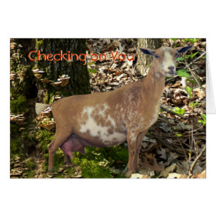 Cartão Cabra da gama da leiteria de Carmel a mini