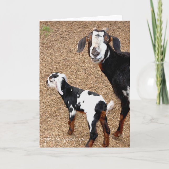 Cartão cabra, glorydaysphotography (Frente)