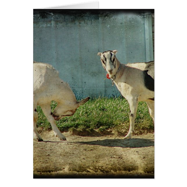 Cartão Cabras leiteiras (Frente)