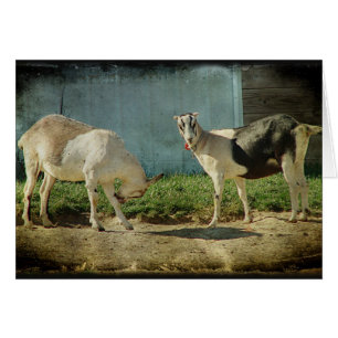Cartão Cabras leiteiras