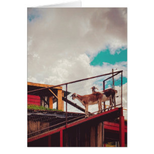 Cartão cabras no telhado