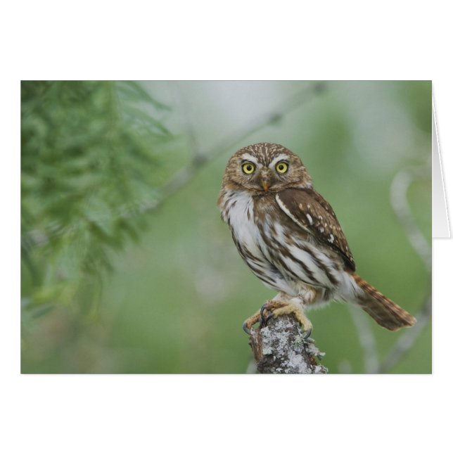 Cartão Caburé-ferruginoso, Glaucidium brasilianum, 3 (Frente Horizontal)