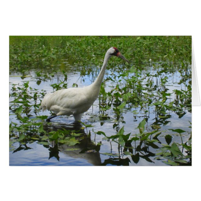 Cartão Caça à grua (Frente Horizontal)