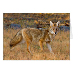 Cartão Caça ao Coyote (Canis Latrans)