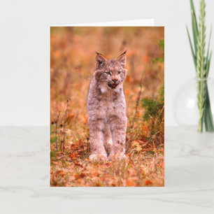 Cartão Caça de Lince Floresta de Outono