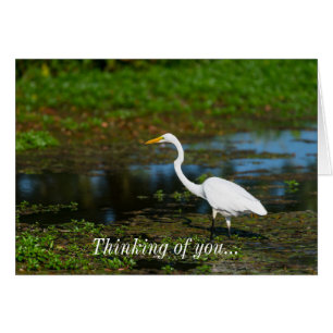 Cartão Caçando Egret Pensando Em Você
