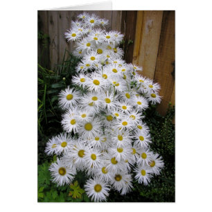 Cartão Cachoeira da margarida