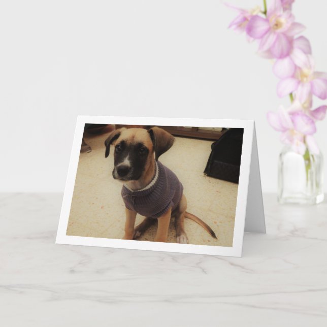 Cartão Cachorrinho numa Suéter (Orquídea)