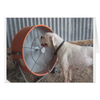 Cartão Cachorro - Adorando a brisa