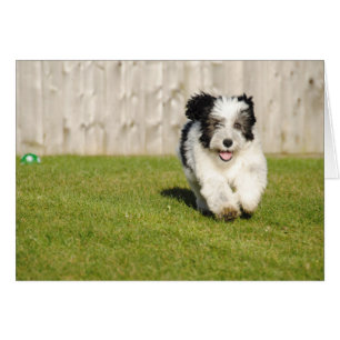 Cartão Cachorro-Bobtail