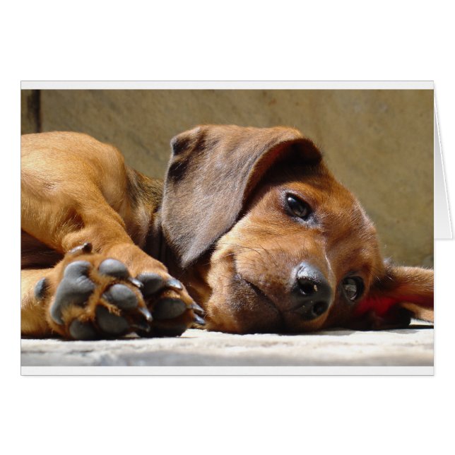Cartão Cachorro bonito (Frente Horizontal)