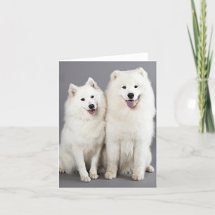 Cartão Cachorro Branco Samoyed - Olá, Pensando Em Ti