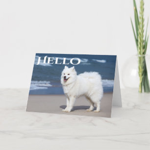 Cartão Cachorro Branco Samoyed - Olá, Pensando Em Ti