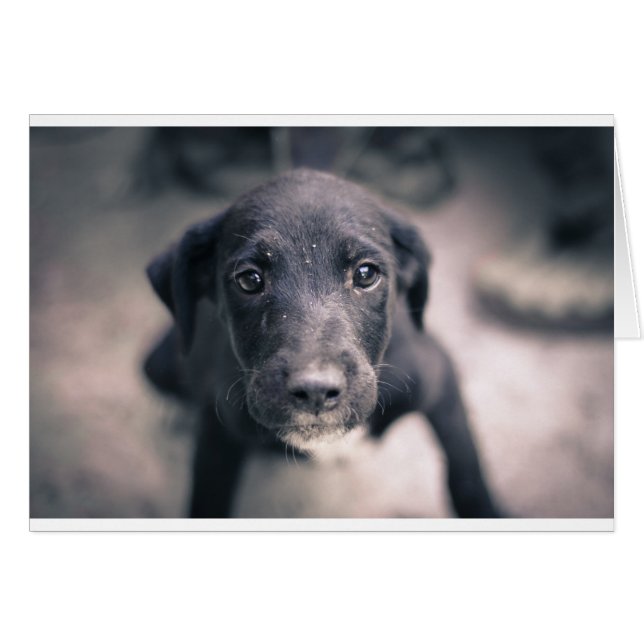 Cartão Cachorro-Cachorro Super Bonito (Frente Horizontal)