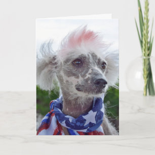 Cartão Cachorro Chinês sem Pelo com cachecol de bandeira