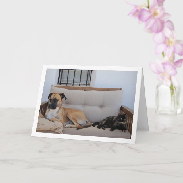 Cartão Cachorro com Gato no Bench (Orquídea)