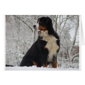 Cartão Cachorro da Montanha Bernese