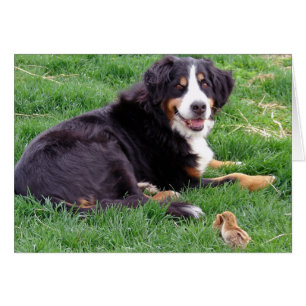 Cartão Cachorro da Montanha Bernese