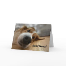 Cachorro da Montanha Bernese Engraçado com Grande