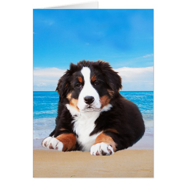 Cartão Cachorro da Montanha Bernese Sentado na Praia (Frente)