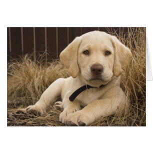 Cartão cachorro da raça Retriever do Labrador