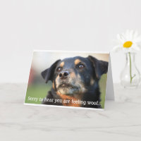 Cachorro de Atordoamento - Ficar Bem Em Breve