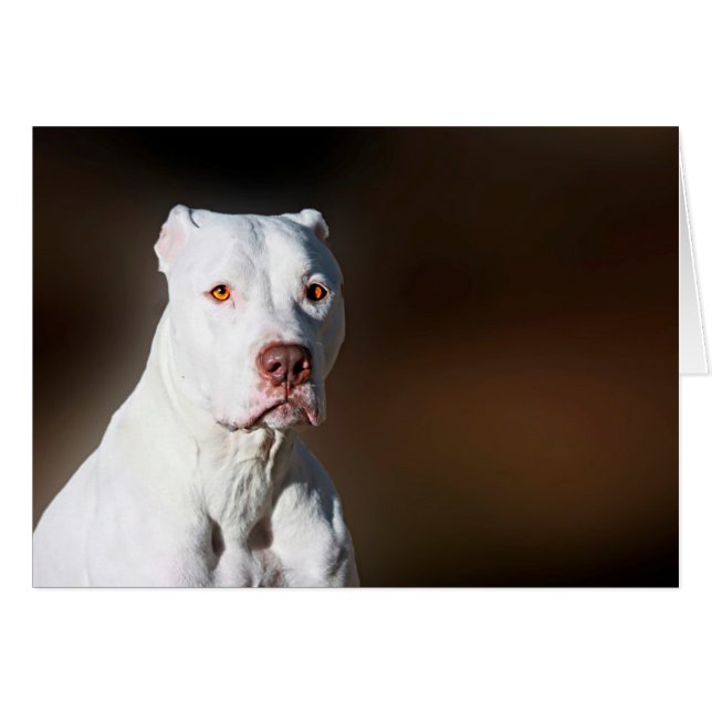 Cartão Cachorro de Emergência Pitbull-Americano Branco (Frente Horizontal)