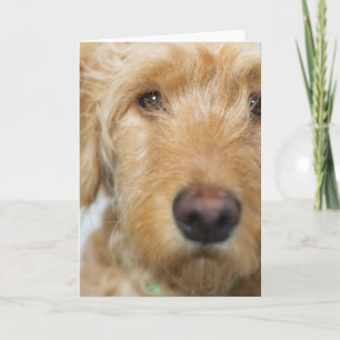 Cartão Cachorro de Goldendoodle