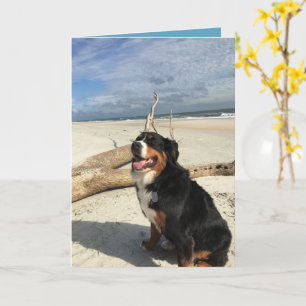 Cartão Cachorro de Montanha Bernese Personalizável