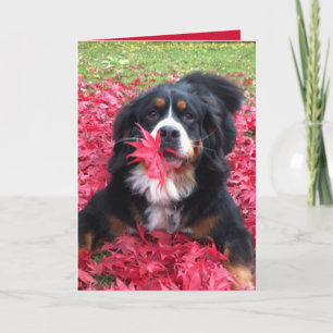 Cartão Cachorro de Montanha Bernese Personalizável