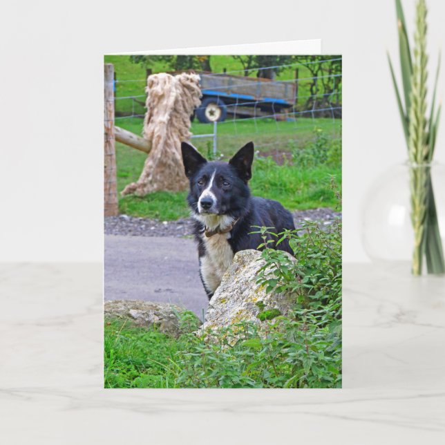 Cartão Cachorro de Ovinos na Escócia (Frente)