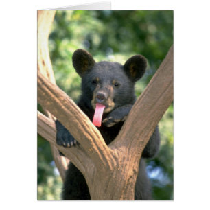 Cartão Cachorro de urso preto