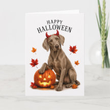 Cachorro Diabo de Halloween Weimaraner