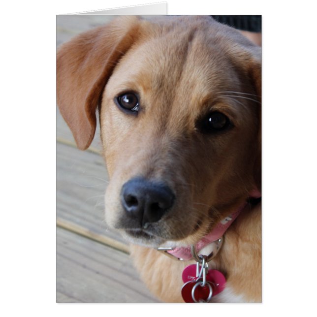 Cartão Cachorro do ouro (Frente)