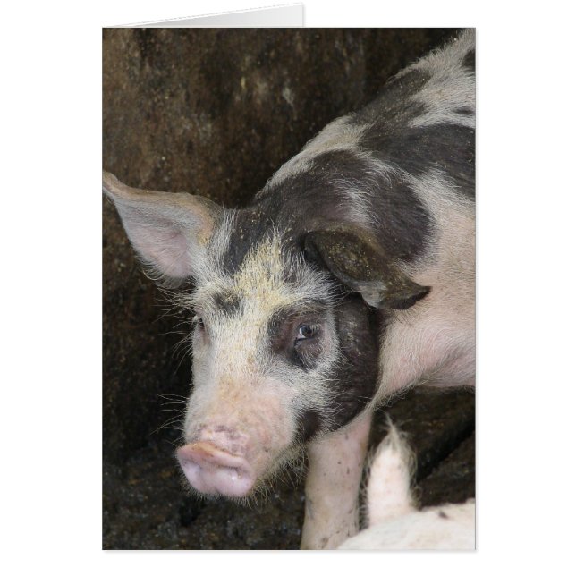 Cartão Cachorro Em Frente Todas As Ocasiões (Frente)