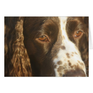 Cartão Cachorro English Springer Spaniel Mensagem Persona