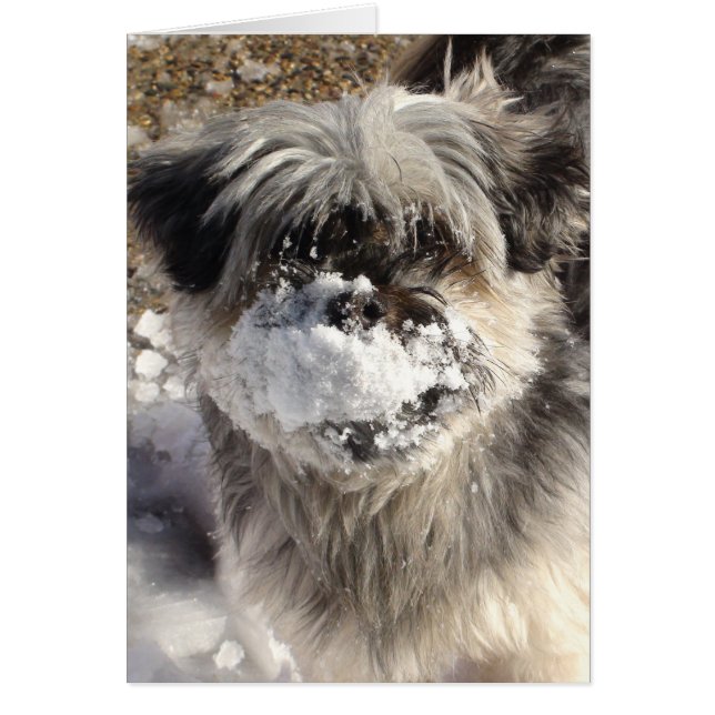 Cartão Cachorro Engraçado com Neve no Nariz (Frente)