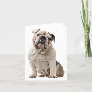 Cartão Cachorro Filhote Bulldog Inglês Amor, Olá Pensando