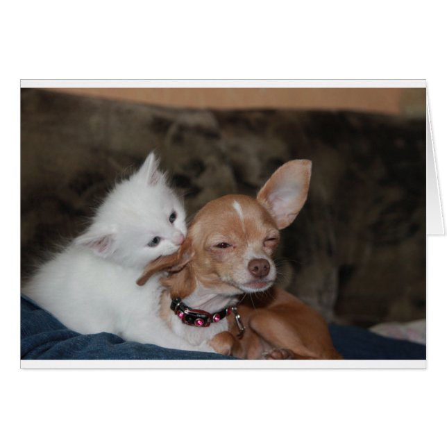 Cartão Cachorro Gato A Lamber (Frente Horizontal)
