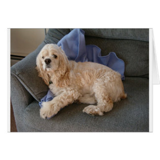 Cartão Cachorro Gelado