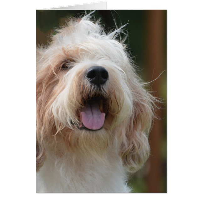 Cartão Cachorro Grande Basset (Frente)