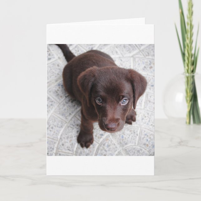 Cartão cachorro lab chocolate sentado em segundo (Frente)