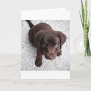 Cartão cachorro lab chocolate sentado em segundo