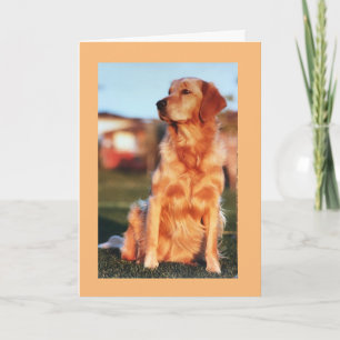 Cartão Cachorro Maravilhoso Retriever Dourado Campeão