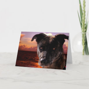 Cartão Cachorro na praia, aniversário