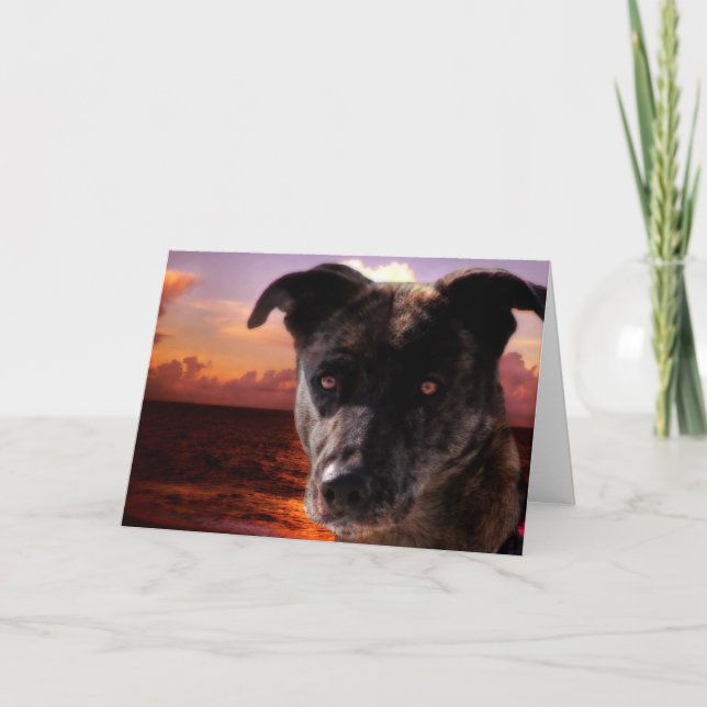 Cartão Cachorro na praia, aniversário (Frente)