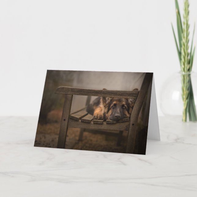 Cartão Cachorro no banco (Frente)