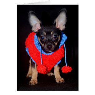 Cartão Cachorro no Wooly Sweater